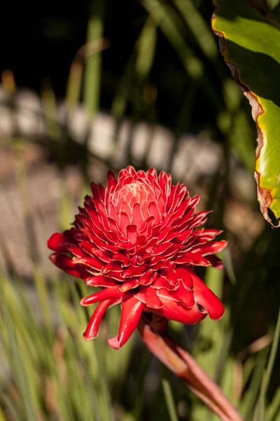 Antorcha jengibre Etlingera elatior flor roja — Foto de Stock