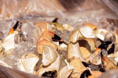 Florida taş yengeci Menippe paralı asker öğle yemeği için buharda pişiyor.