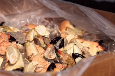 Florida taş yengeci Menippe paralı asker öğle yemeği için buharda pişiyor.