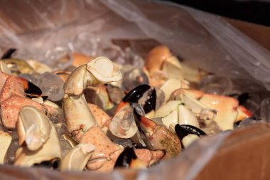 Florida taş yengeci Menippe paralı asker öğle yemeği için buharda pişiyor.