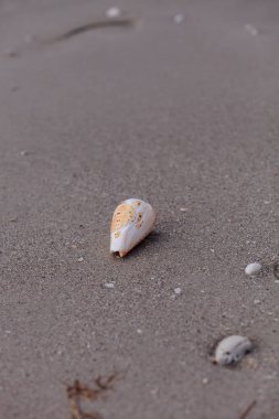 Harfli koni salyangoz Conus çöplüğüne oyulmuş kaplumbağa.