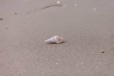 Beyaz kaval kemiği kabuğu kumda kaval kemiği.