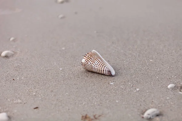 Летний конус Conus lifelatus на песке — стоковое фото