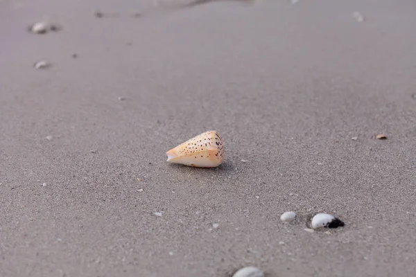 Σαλιγκάρι με ραβδώσεις Conus litteratus στην άμμο — Φωτογραφία Αρχείου