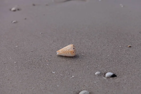 Gekleurde kegelslak Conus litteratus op het zand — Stockfoto