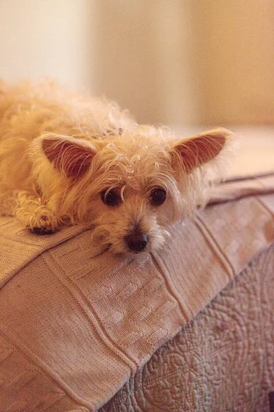 Sad sulking Mixed breed white scruffy West highland terrier dog — Stock Photo, Image