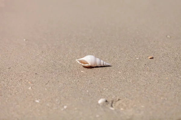 Biała skorupa kości piszczelowej na piasku — Zdjęcie stockowe