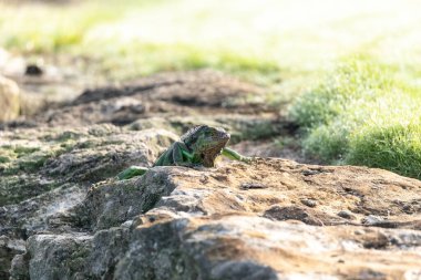 Yeşil iguana, bilimsel olarak iguana iguanası olarak bilinen, Florida 'da istilacı bir kertenkeledir..