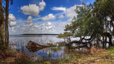 Sarasota, Florida 'da Myakka Nehri Parkı mevsimlik sel baskını.