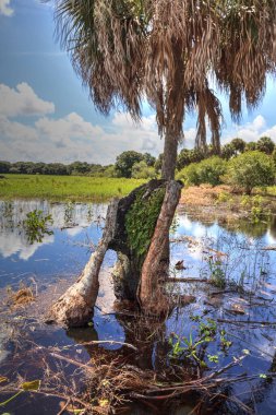 Sarasota, Florida 'daki Myakka Nehri Eyalet Parkı' nın mevsimlik sel baskınında tökezleme.