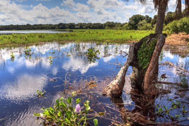 Sarasota, Florida 'daki Myakka Nehri Eyalet Parkı' nın mevsimlik sel baskınında tökezleme.