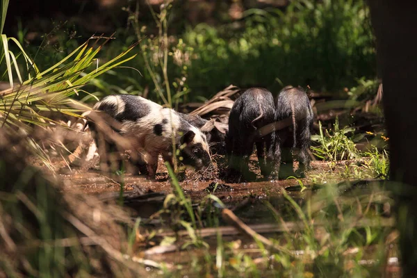 Baby Wild Varken Ook Wel Wild Varken Sus Scrofa Voedergewassen — Stockfoto