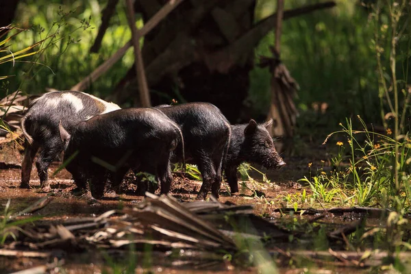 Baby Wild Hog También Llamado Jabalí Sus Scrofa Forraje Para — Foto de Stock