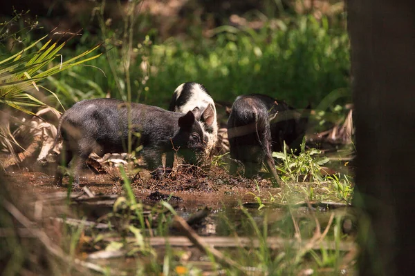 Baby wild hog also called feral hog or Sus scrofa forage for food in Myakka River State Park during the flood season in Sarasota, Florida.