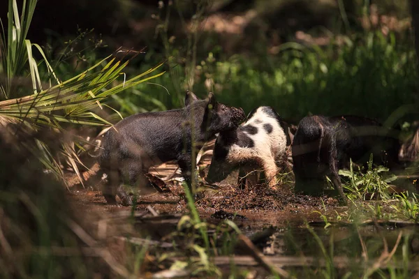 Baby wild hog also called feral hog or Sus scrofa forage for food in Myakka River State Park during the flood season in Sarasota, Florida.