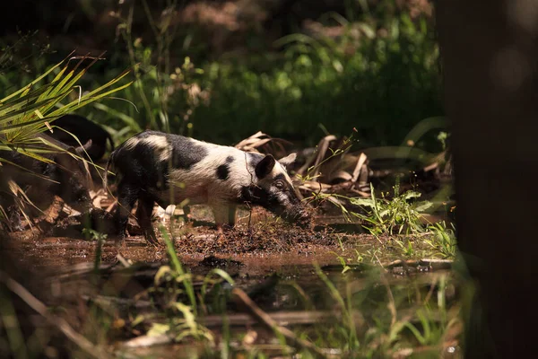 Baby Wild Hog También Llamado Jabalí Sus Scrofa Forraje Para — Foto de Stock