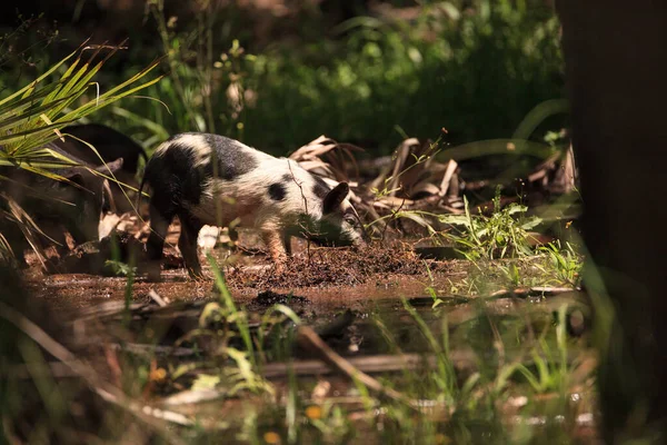 Baby Wild Hog También Llamado Jabalí Sus Scrofa Forraje Para — Foto de Stock