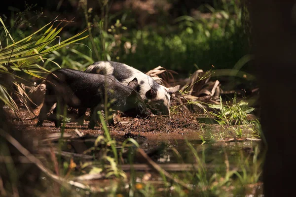 Baby wild hog also called feral hog or Sus scrofa forage for food in Myakka River State Park during the flood season in Sarasota, Florida.