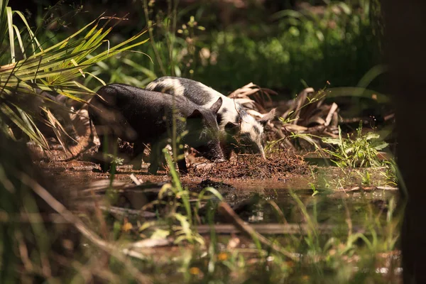 Babi Hutan Bayi Juga Disebut Babi Liar Atau Babi Hutan — Stok Foto