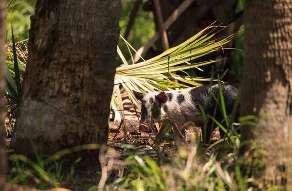 Baby wild hog also called feral hog or Sus scrofa forage for food in Myakka River State Park during the flood season in Sarasota, Florida.