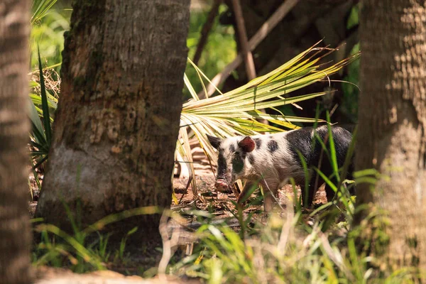 Baby Wild Hog También Llamado Jabalí Sus Scrofa Forraje Para — Foto de Stock