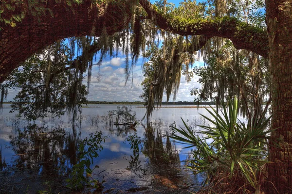 Sezónní Zaplavená Bažina Národního Parku Myakka River Sarasotě Floridě — Stock fotografie