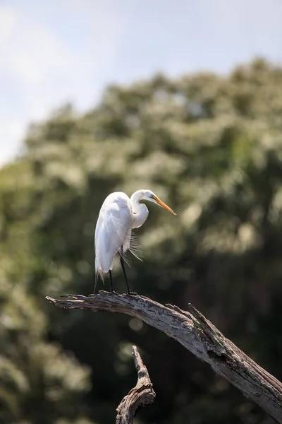 Grande Garça Branca Pairando Pássaro Empoleirado Uma Árvore Pântano Myakka — Fotografia de Stock