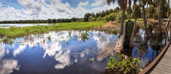 Mor Sümbül Çiçeği Hyacinthus Florida Sarasota Daki Myakka Nehri Parkı — Stok fotoğraf