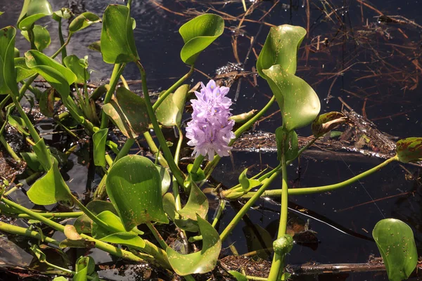 Квіти Гіацинтової Пурпурової Квітки Hyacinthus Цвітуть Сезонному Затопленому Болоті Парку — стокове фото