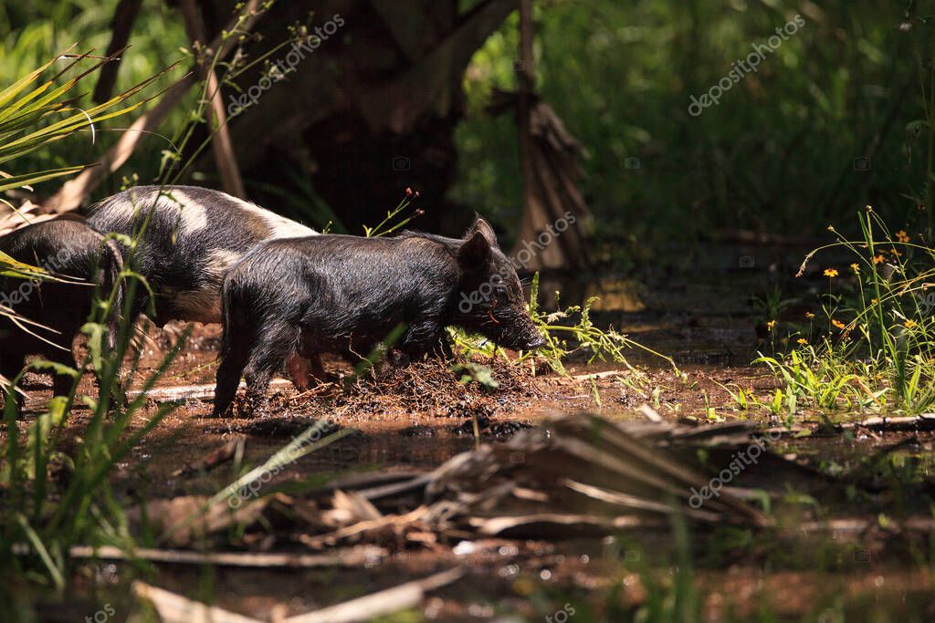 Baby Wild Hog Also Called Feral Hog Or Sus Scrofa Forage For Food In Myakka River State Park During The Flood Season In Sarasota Florida 384781168 Larastock