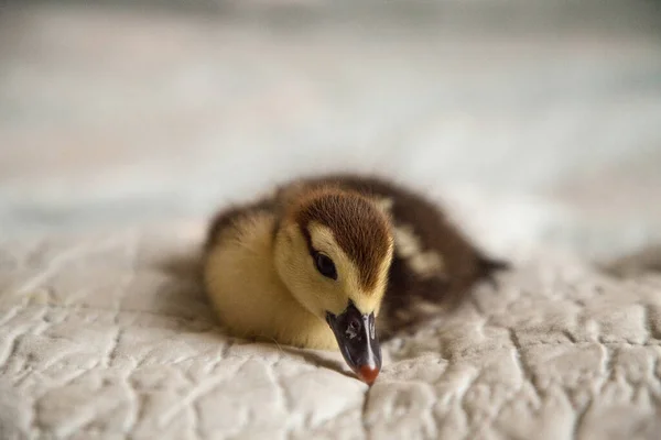 Patos Moteados Anas Fulvigula Sobre Fondo Azul Nápoles Florida — Foto de Stock