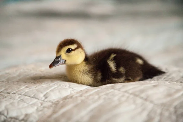 Patos Moteados Anas Fulvigula Sobre Fondo Azul Nápoles Florida — Foto de Stock