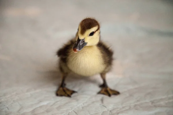 Περίεργη Mottled Duckling Anas Fulvigula Μπλε Φόντο Στη Νάπολη Φλόριντα — Φωτογραφία Αρχείου