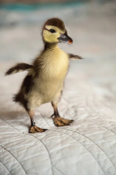 Cute Mottled duckling Anas fulvigula flaps its tiny wings on a blue background in Naples, Florida