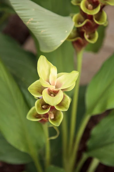 Yellow Pink Siam Tulip Tropical Ginger Flower Curcuma Alismatifolia Related — Stock Photo, Image