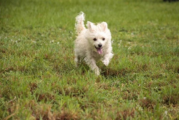 Happy Running West Highland Terrier Perro Corre Través Jardín Tropical — Foto de Stock