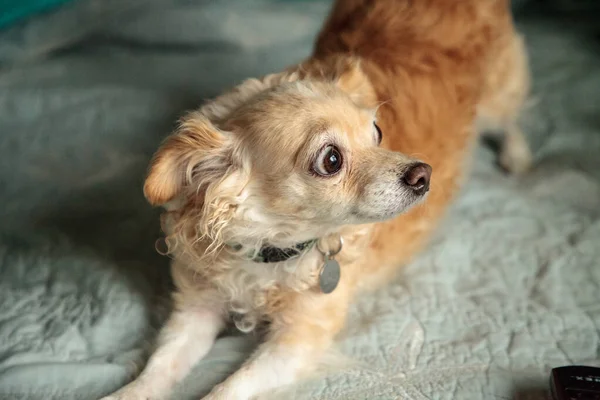 Chihuahua Blonde Avec Une Drôle Expression Surprise Entre Des Oreillers — Photo