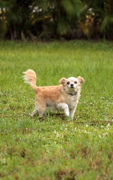 不思議なブロンドのChihuahua犬はフロリダ州のトロピカルガーデンを探索します — ストック写真