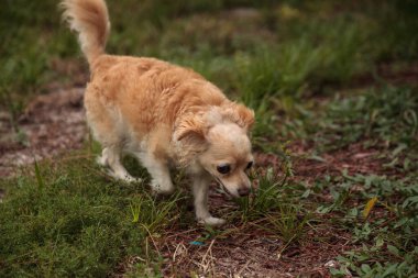 Meraklı sarışın Chihuahua köpeği Florida 'da tropik bir bahçeyi keşfediyor..