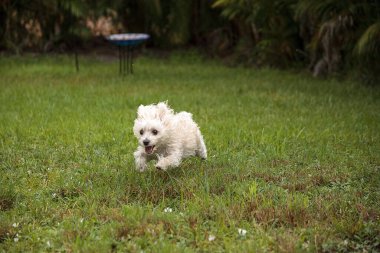 Florida 'da tropikal bir bahçede koşan Terrier köpeği.