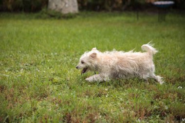 Florida 'da tropikal bir bahçede koşan Terrier köpeği.
