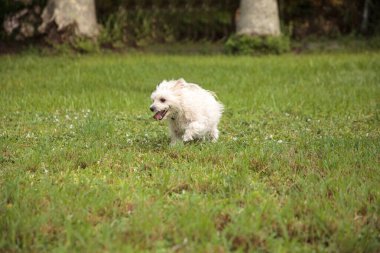 Florida 'da tropikal bir bahçede koşan Terrier köpeği.