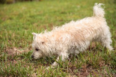 Florida 'da tropikal bir bahçede koşan Terrier köpeği.