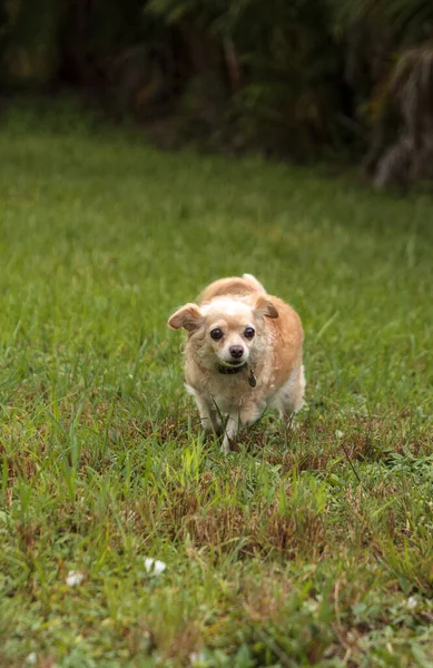 Ciekawy Blond Pies Chihuahua Odkrywa Tropikalny Ogród Florydzie — Zdjęcie stockowe