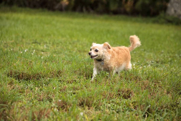 Meraklı Sarışın Chihuahua Köpeği Florida Tropik Bir Bahçeyi Keşfediyor — Stok fotoğraf