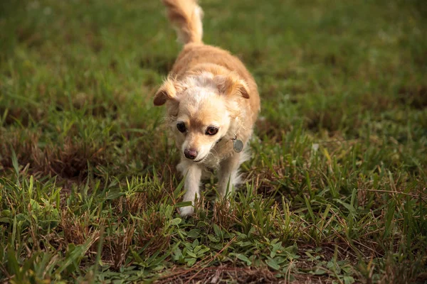 Curious Blond Chihuahua Dog Explores Tropical Garden Florida — Stock Photo, Image
