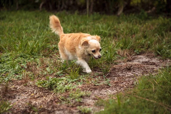 Meraklı Sarışın Chihuahua Köpeği Florida Tropik Bir Bahçeyi Keşfediyor — Stok fotoğraf