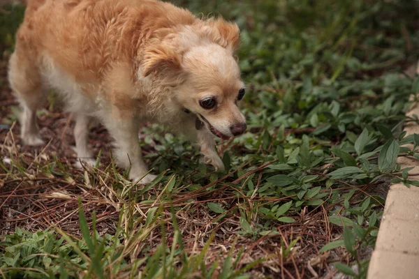 Chihuahua Chihuahua Chien Blond Curieux Explore Jardin Tropical Floride — Photo