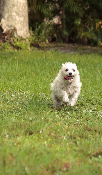 快乐地奔跑西高地特瑞尔犬在佛罗里达的一个热带花园中奔跑 — 图库照片