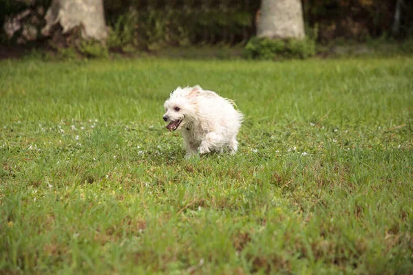 Šťastný Běh West Highland Teriér Pes Běží Tropickou Zahradou Floridě — Stock fotografie